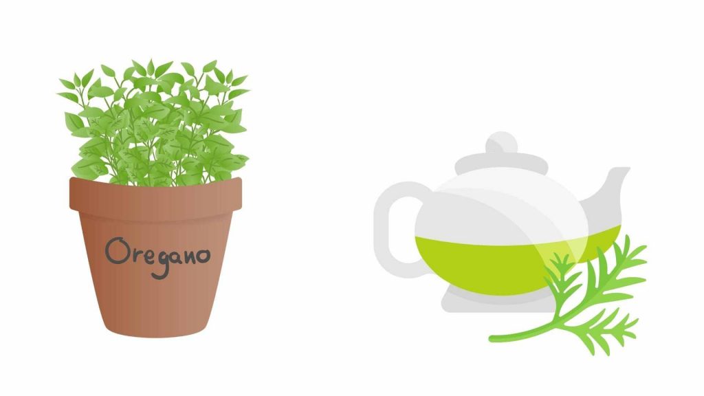 Benefits of Oregano Tea